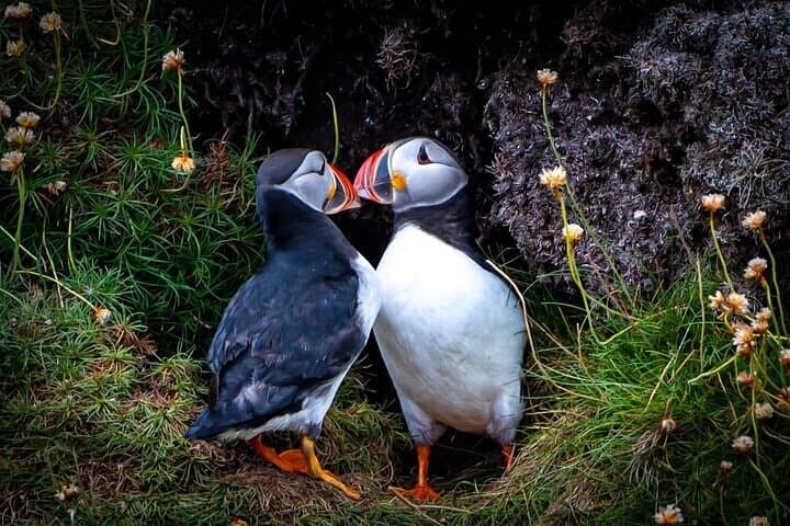 Caithness Puffin Tour from Thurso: Guided Puffin and Seabird Watching photo 2