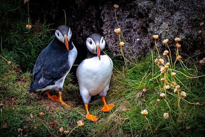 Caithness Puffin Tour from Thurso: Guided Puffin and Seabird Watching photo 3