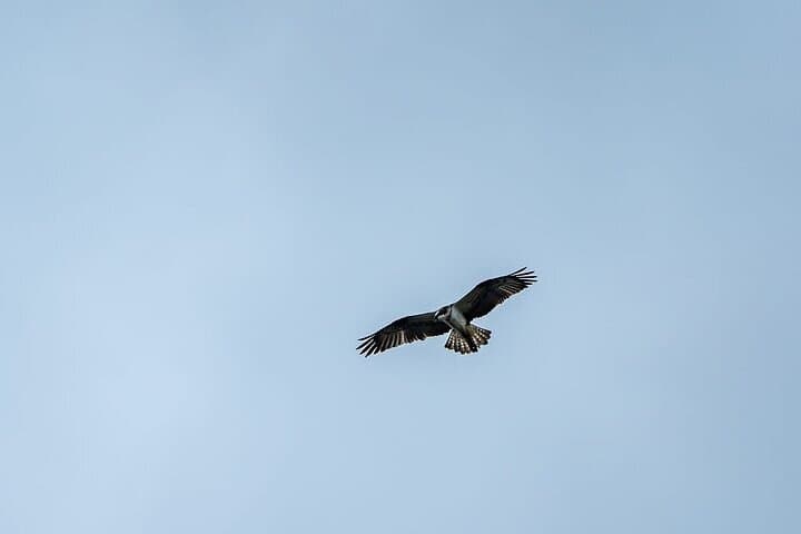 Caithness Puffin Tour from Thurso: Guided Puffin and Seabird Watching photo 4