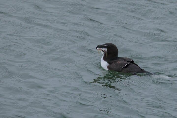 Caithness Puffin Tour from Thurso: Guided Puffin and Seabird Watching photo 5
