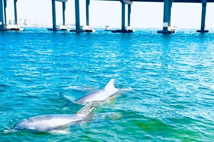 Destin Harbor Pontoon Cruise: Dolphin Watching on Choctawhatchee Bay