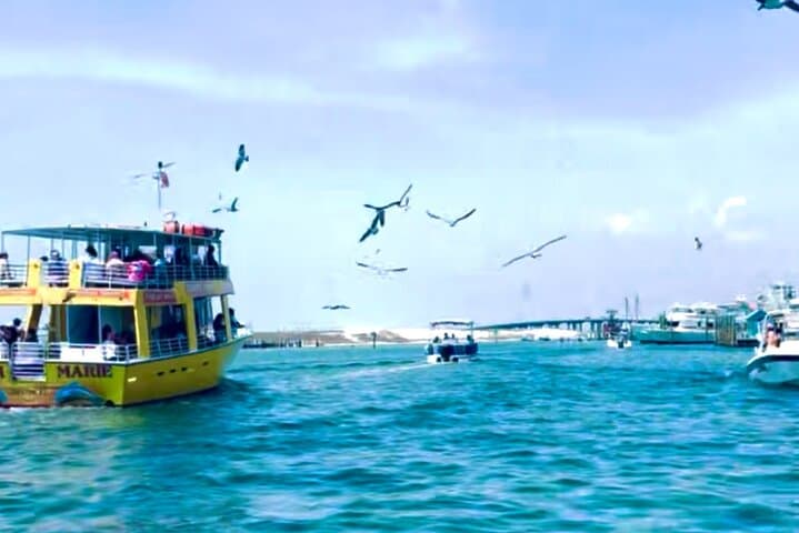 Destin Harbor Pontoon Cruise: Dolphin Watching on Choctawhatchee Bay photo 4