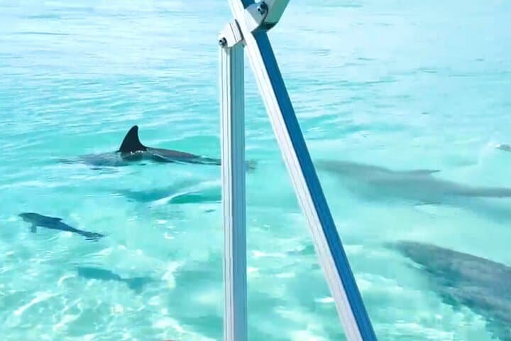 Destin Harbor Pontoon Cruise: Dolphin Watching on Choctawhatchee Bay photo 5