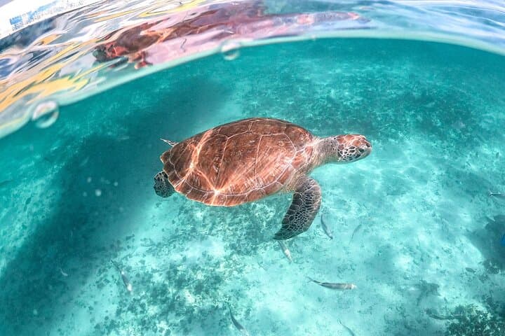 Snorkel with Sea Turtles in Akumal Bay: Half-Day Guided Encounter