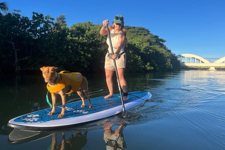 Paddle Board Haleiwa North Shore with Rescue Dogs — SUP Experience in Hale'iwa photo 2
