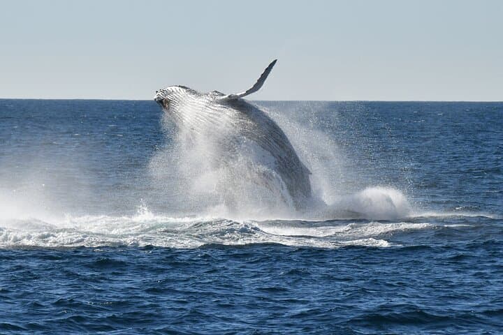 Sea Cliff Bridge: Whale Watching, Kiama Blowhole & Wine Tasting Day Tour from Sydney