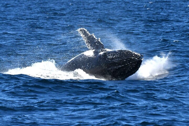 Sea Cliff Bridge: Whale Watching, Kiama Blowhole & Wine Tasting Day Tour from Sydney photo 6