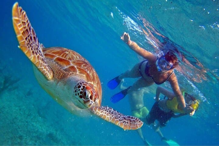 Oahu North Shore Circle Island Tour & Turtle Snorkel — Full-Day Adventure