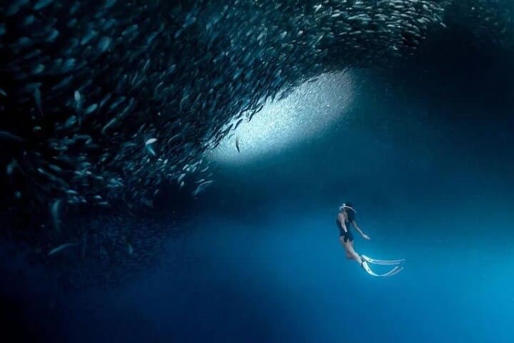 Cebu One-Day Adventure: Whale Sharks, Tumalog & Inambakan Falls, Moalboal Sardine Run