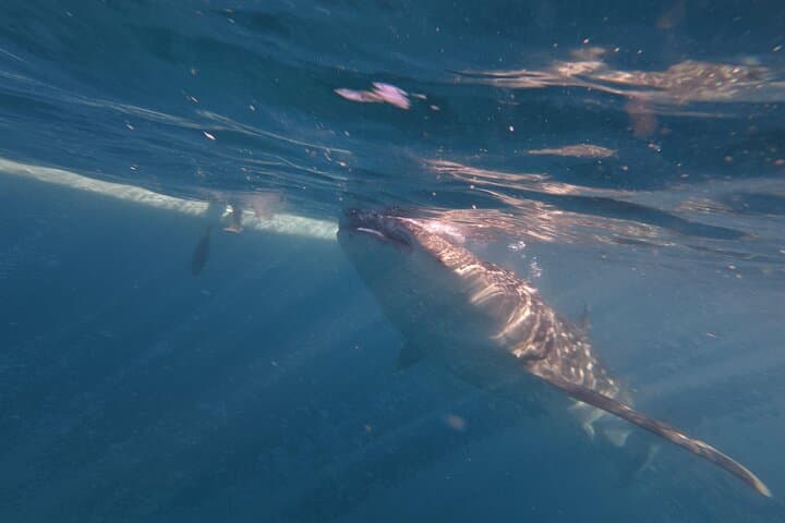 Cebu One-Day Adventure: Whale Sharks, Tumalog & Inambakan Falls, Moalboal Sardine Run photo 6