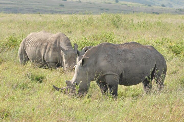 Exploring Nairobi: A Full-Day Safari and Cultural Experience photo 3