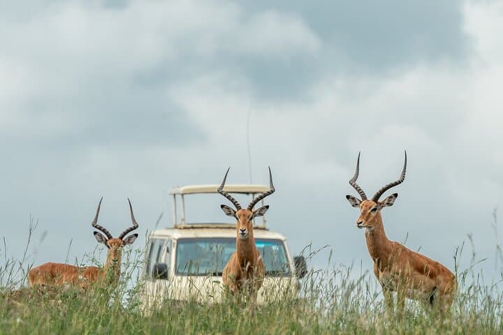 Exploring Nairobi: A Full-Day Safari and Cultural Experience photo 6