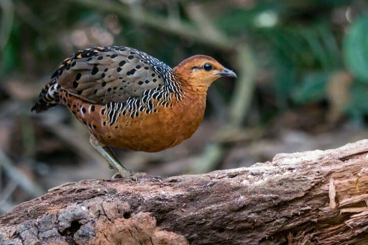 Fraser's Hill 3-Day Birdwatching Getaway: Migratory Birds & Highland Trails