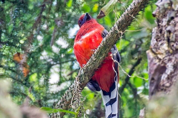 Fraser's Hill 3-Day Birdwatching Getaway: Migratory Birds & Highland Trails photo 2