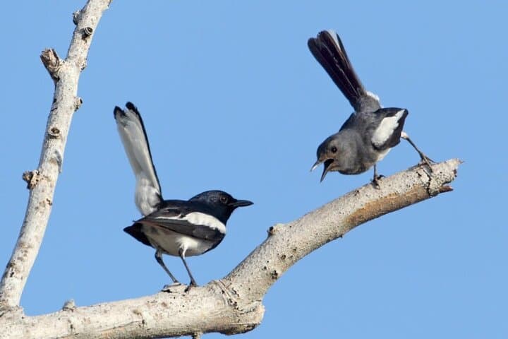 Fraser's Hill 3-Day Birdwatching Getaway: Migratory Birds & Highland Trails photo 3