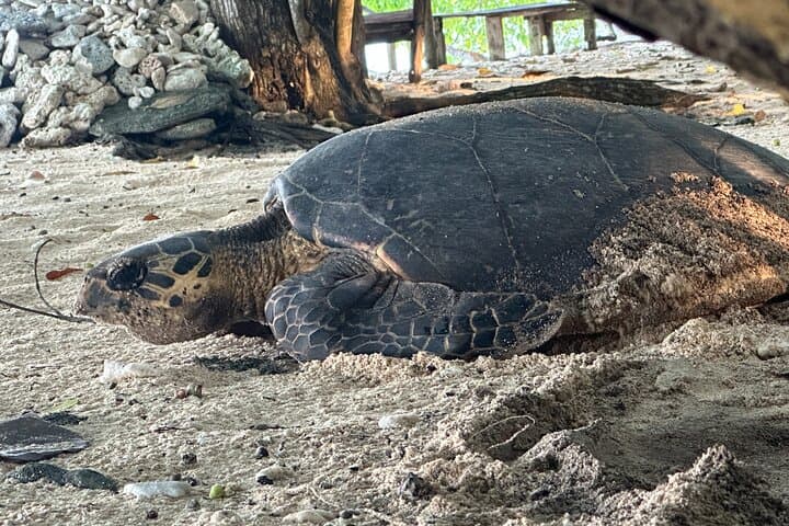 Dany Island Day Tour — Santo’s Best Snorkeling Marine Sanctuary