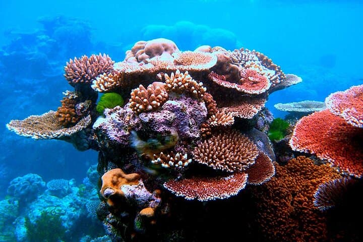 Dany Island Day Tour — Santo’s Best Snorkeling Marine Sanctuary photo 2