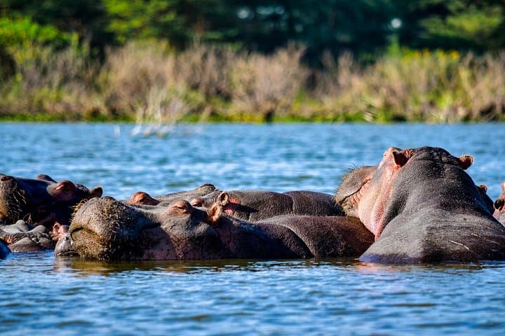 5-Day Scenic Uganda Safari: Queen Elizabeth & Lake Bunyonyi Adventure photo 4