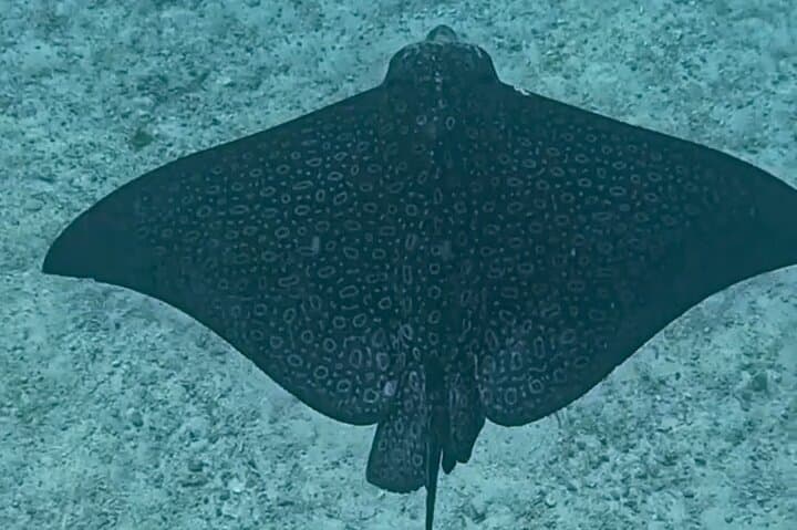 Half-Day Island Snorkel: Stingrays, Sharks & Tarpon Feeding (3 hrs)