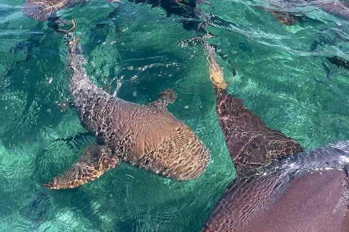 Half-Day Island Snorkel: Stingrays, Sharks & Tarpon Feeding (3 hrs) photo 2