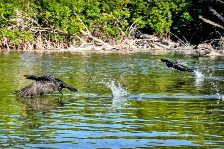 Guided Mangrove Eco Tour: Kayak & Paddleboard on Geiger Key (From Key West) photo 3