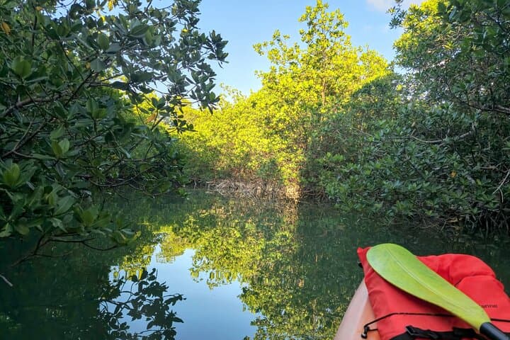 Guided Mangrove Eco Tour: Kayak & Paddleboard on Geiger Key (From Key West) photo 4