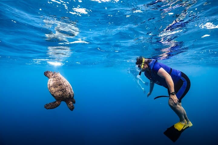 Waikiki Turtle Canyon Snorkel — Turtles Guaranteed photo 2
