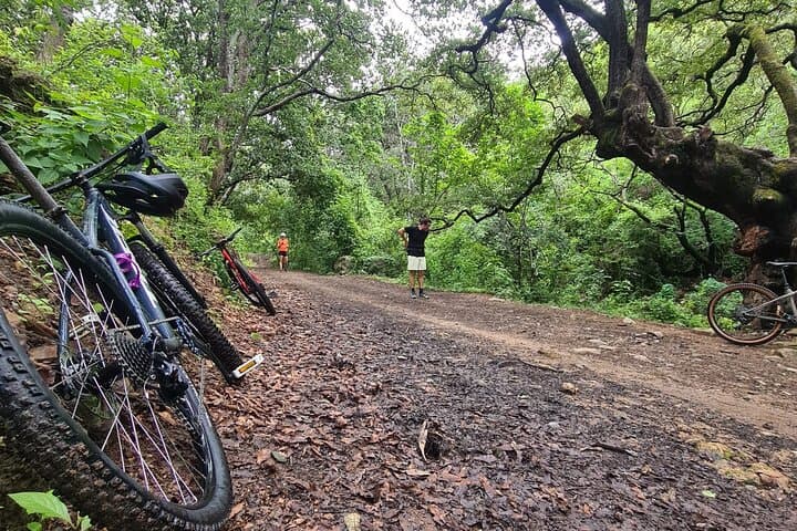 Oaxaca MTB Ride to Tule and Monkey Tree — 40km Cross-Country Loop