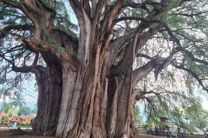 MTB to the Tule Tree: 25 km Mountain Bike Tour from Oaxaca photo 2