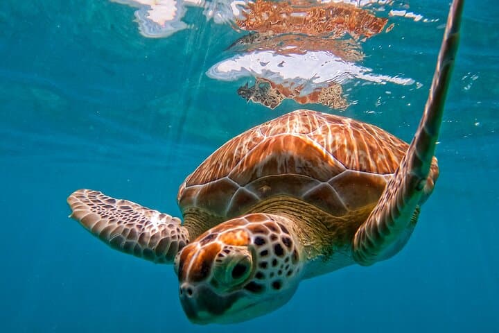 Akumal Snorkeling With Turtles: Ethical, No-Boat Marine Encounters in the Riviera Maya
