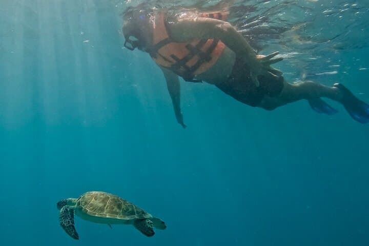Akumal Snorkeling With Turtles: Ethical, No-Boat Marine Encounters in the Riviera Maya photo 5