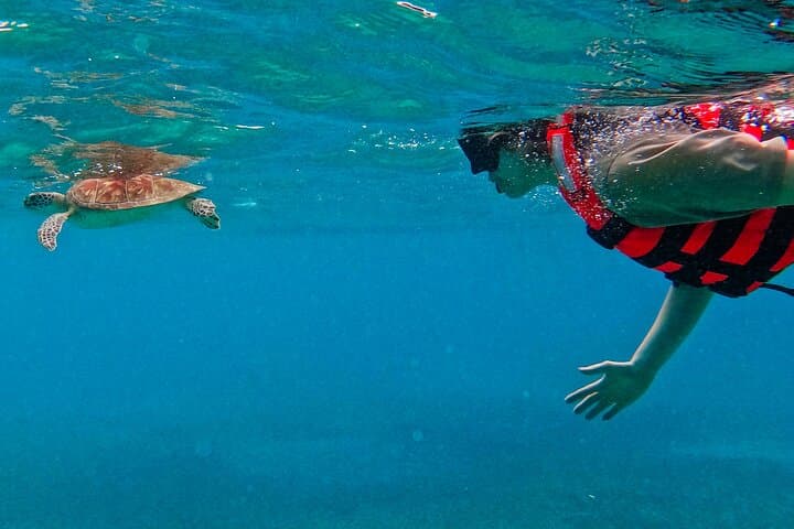 Akumal Snorkeling With Turtles: Ethical, No-Boat Marine Encounters in the Riviera Maya photo 6