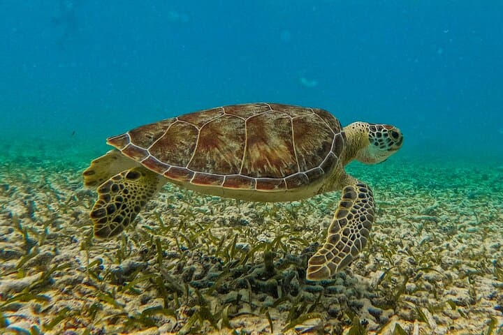 Akumal Snorkeling With Turtles: Ethical, No-Boat Marine Encounters in the Riviera Maya photo 2