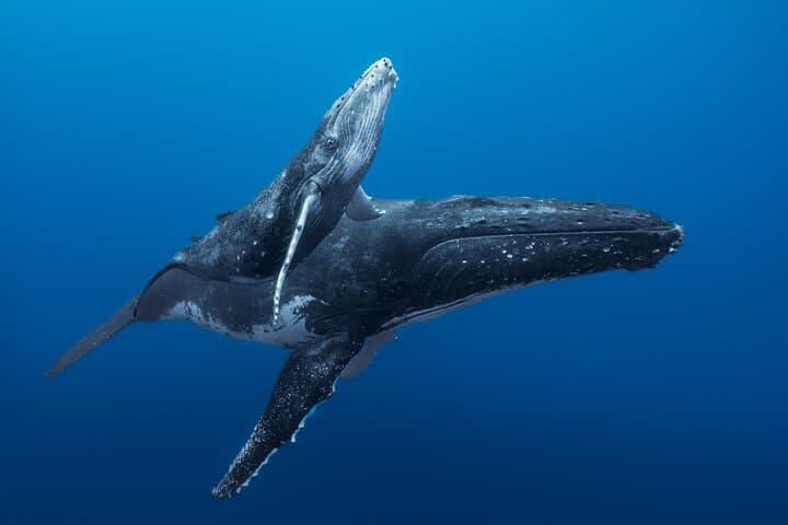Private Half-Day Humpback Whale Watching in Tahiti (Small-Group, Snorkel Included)