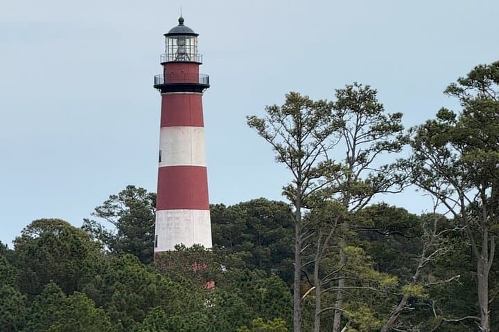 Chincoteague Wildlife Boat Tour: Ponies, Dolphins & Coastal Birdwatching photo 2