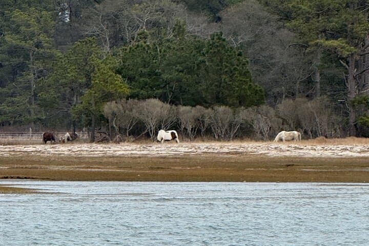 Chincoteague Wildlife Boat Tour: Ponies, Dolphins & Coastal Birdwatching photo 4
