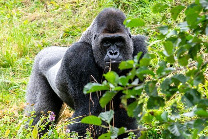 3-Day Gorilla Trekking in Bwindi Impenetrable Forest — Rushaga Gorilla Experience