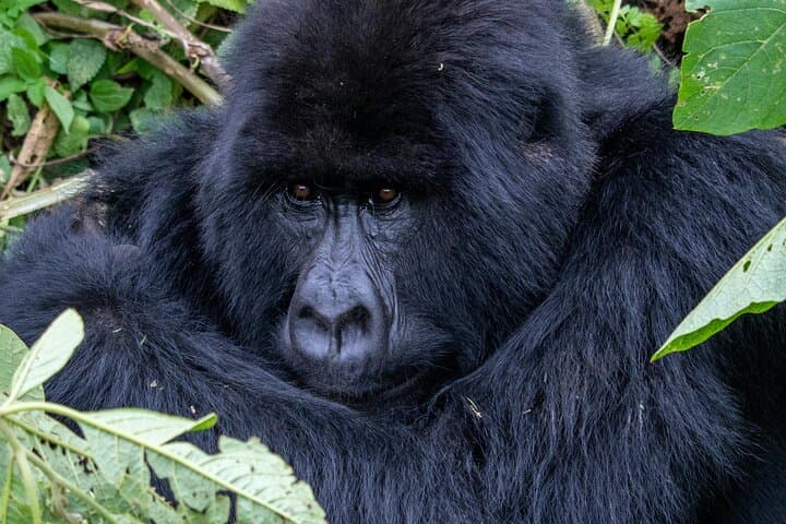 3-Day Gorilla Trekking in Bwindi Impenetrable Forest — Rushaga Gorilla Experience photo 3