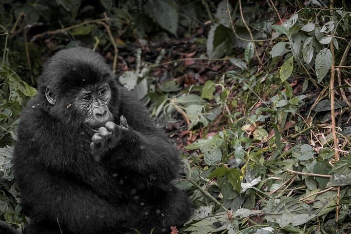 3-Day Gorilla Trekking in Bwindi Impenetrable Forest — Rushaga Gorilla Experience photo 5