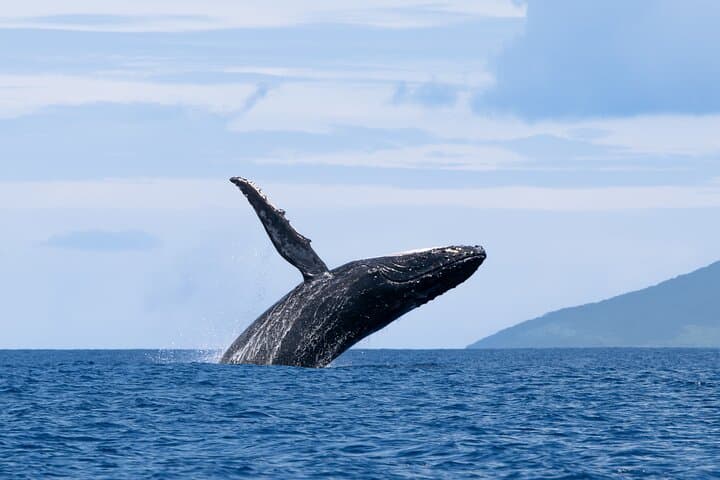 Private Half-Day Humpback Whale Watching in Tahiti (Small-Group, Snorkel Included) photo 3