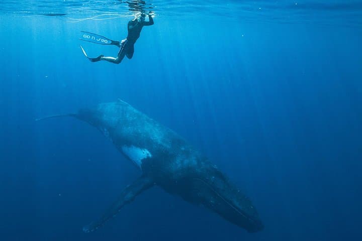 Private Half-Day Humpback Whale Watching in Tahiti (Small-Group, Snorkel Included) photo 5