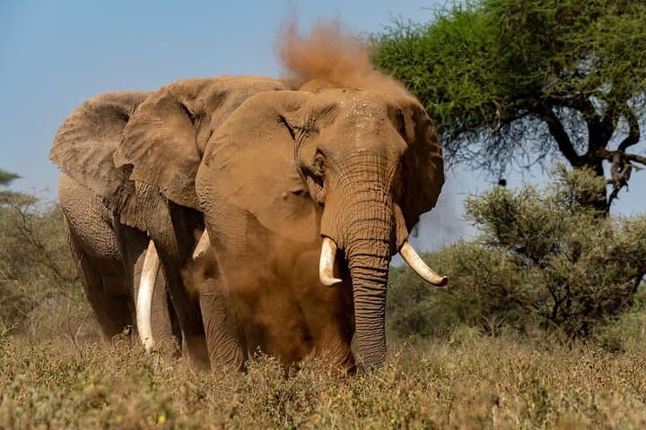 Amboseli & Tsavo East: 3-Day Safari for Elephants, Kilimanjaro Views and Red-Soil Plains photo 2