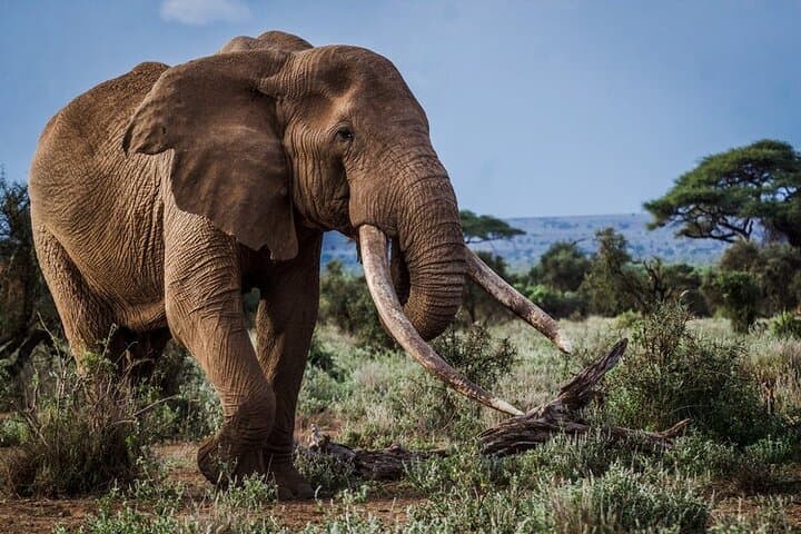 Amboseli & Tsavo East: 3-Day Safari for Elephants, Kilimanjaro Views and Red-Soil Plains