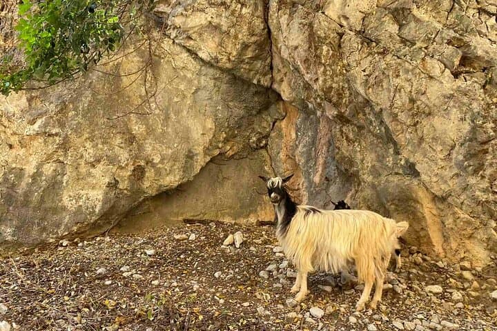 Imbros Gorge Private Guided Hike and Frangokastelo Swim — Full-Day Crete Adventure photo 4