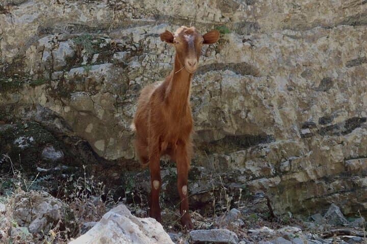 Imbros Gorge Private Guided Hike and Frangokastelo Swim — Full-Day Crete Adventure photo 2