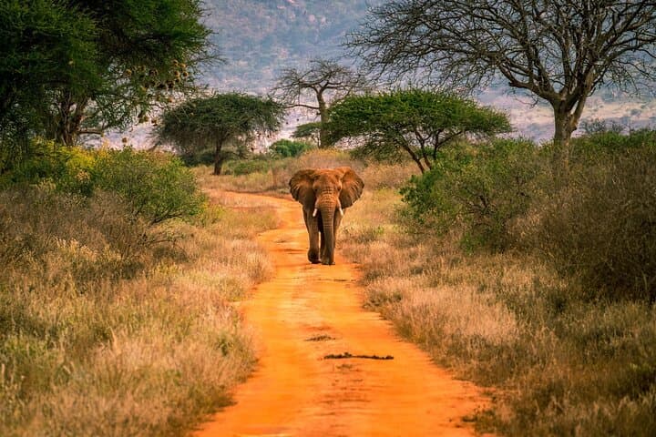 2-Day Tsavo East & West Safari: Volcanic Ridges, Red Elephants and Big-Game Drives photo 3