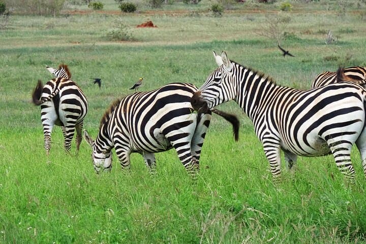 2-Day Tsavo East & West Safari: Volcanic Ridges, Red Elephants and Big-Game Drives photo 4