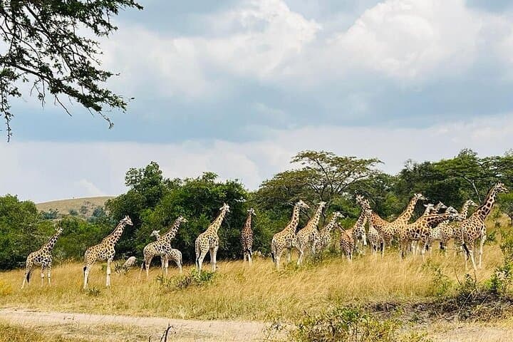 7-Day Ultimate Uganda Safari: Gorilla Trekking, Murchison Falls & Lake Bunyonyi photo 1