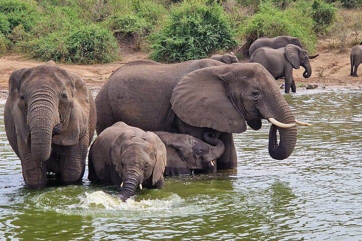 7-Day Ultimate Uganda Safari: Gorilla Trekking, Murchison Falls & Lake Bunyonyi photo 4