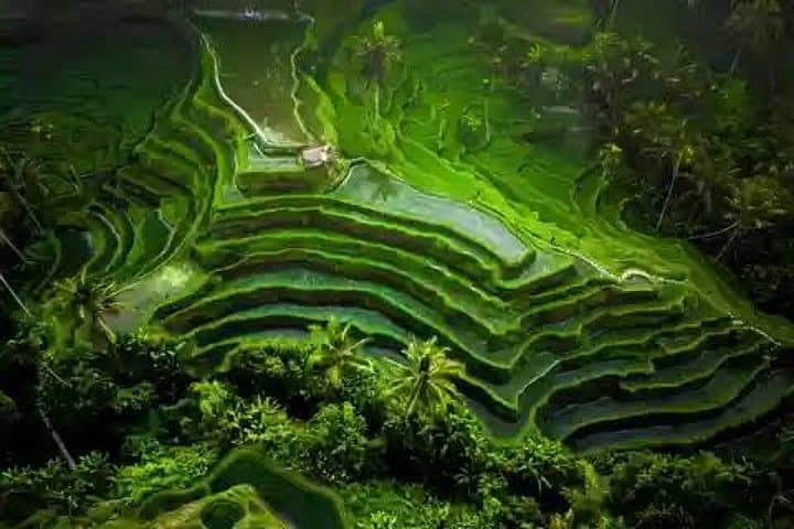 Ubud Waterfalls and Tegalalang Rice Terrace Day Tour: Waterfalls, Coffee & Lunch photo 1